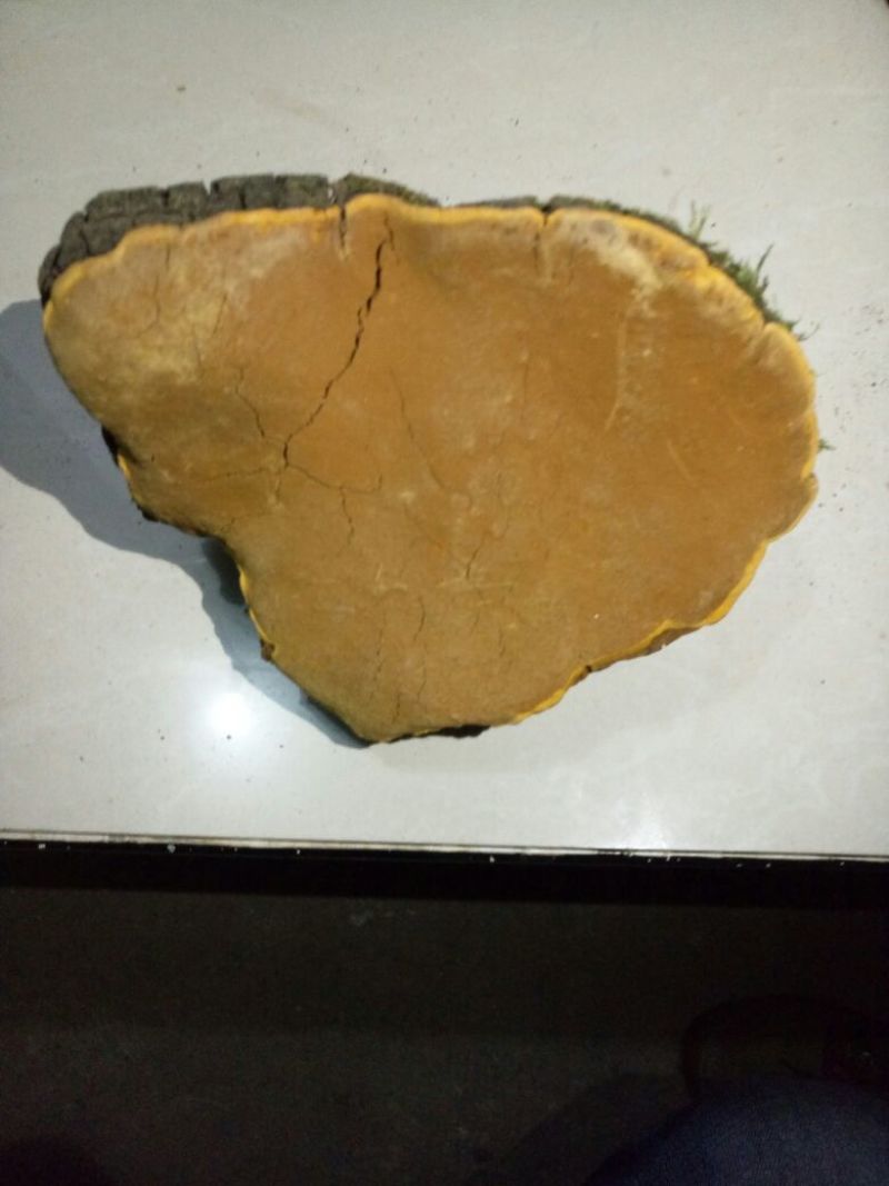 桑黄菌纯野生，无污染，质量可靠。