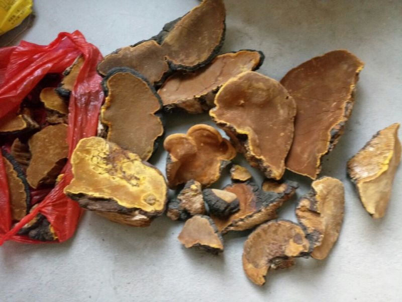 桑黄菌纯野生，无污染，质量可靠。