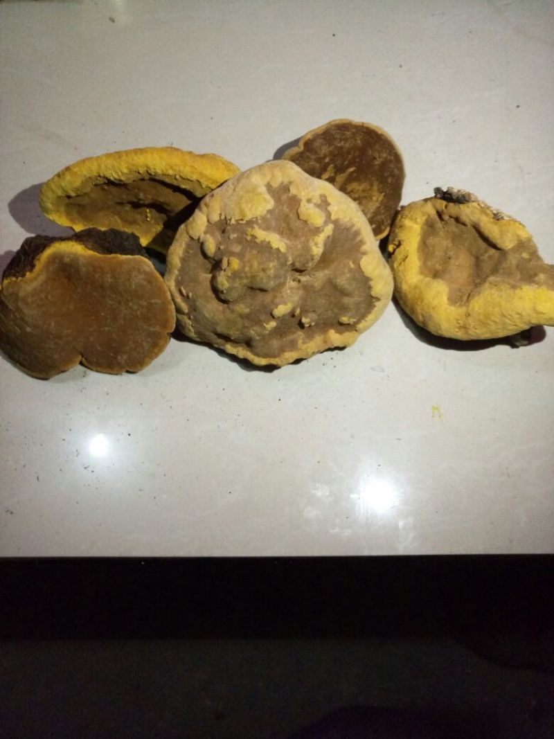 桑黄菌纯野生，无污染，质量可靠。