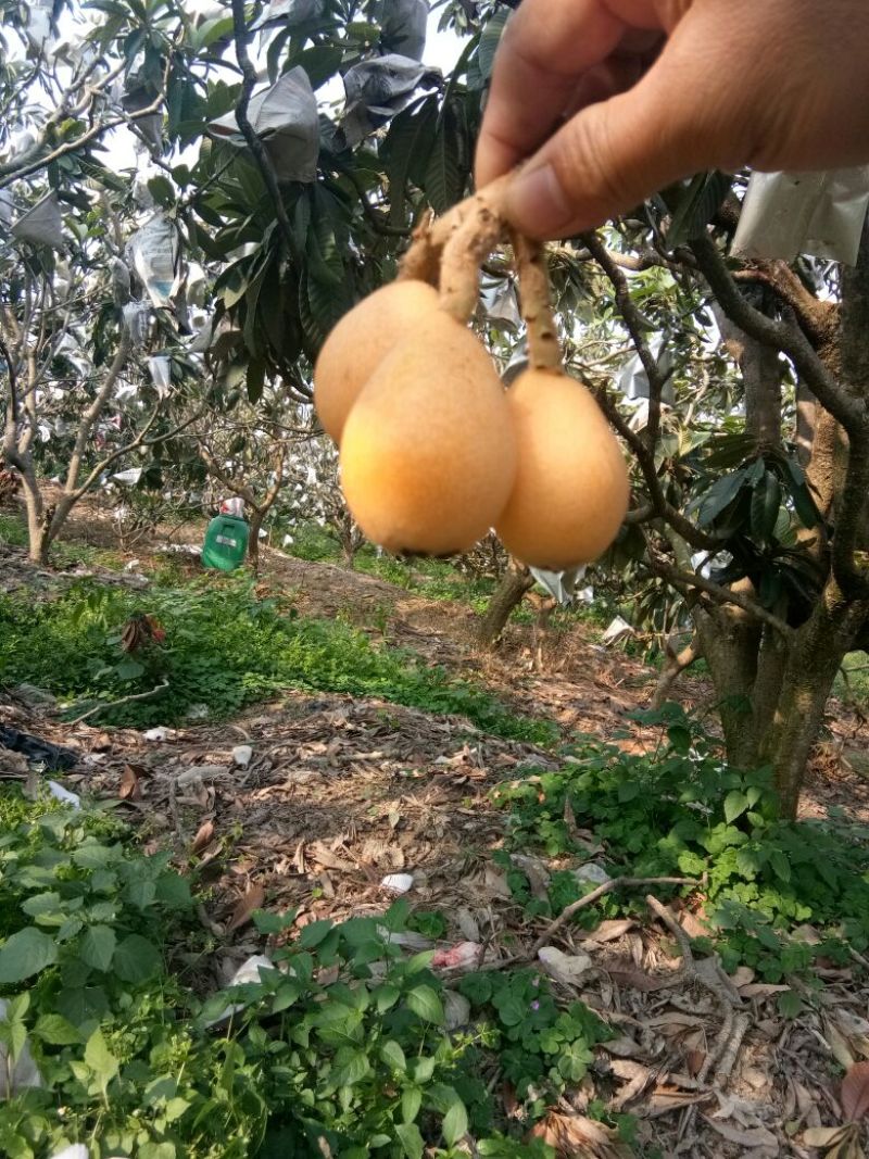 枇杷0.6两以上圆果