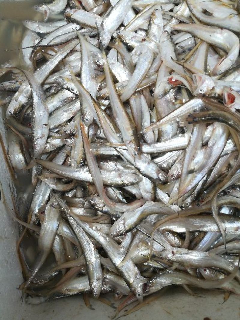 毛刀鱼食用冰鲜鱼