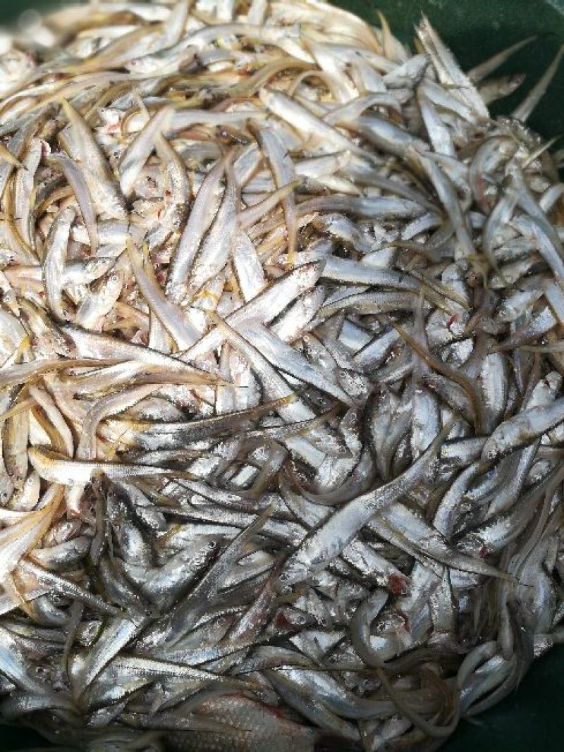 毛刀鱼食用冰鲜鱼