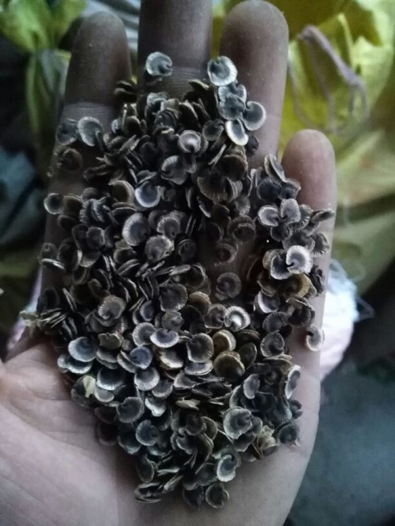出售新产蜀葵子蜀葵种子熟季节花卉种子庭院绿化