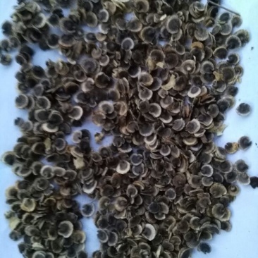 出售新产蜀葵子蜀葵种子熟季节花卉种子庭院绿化