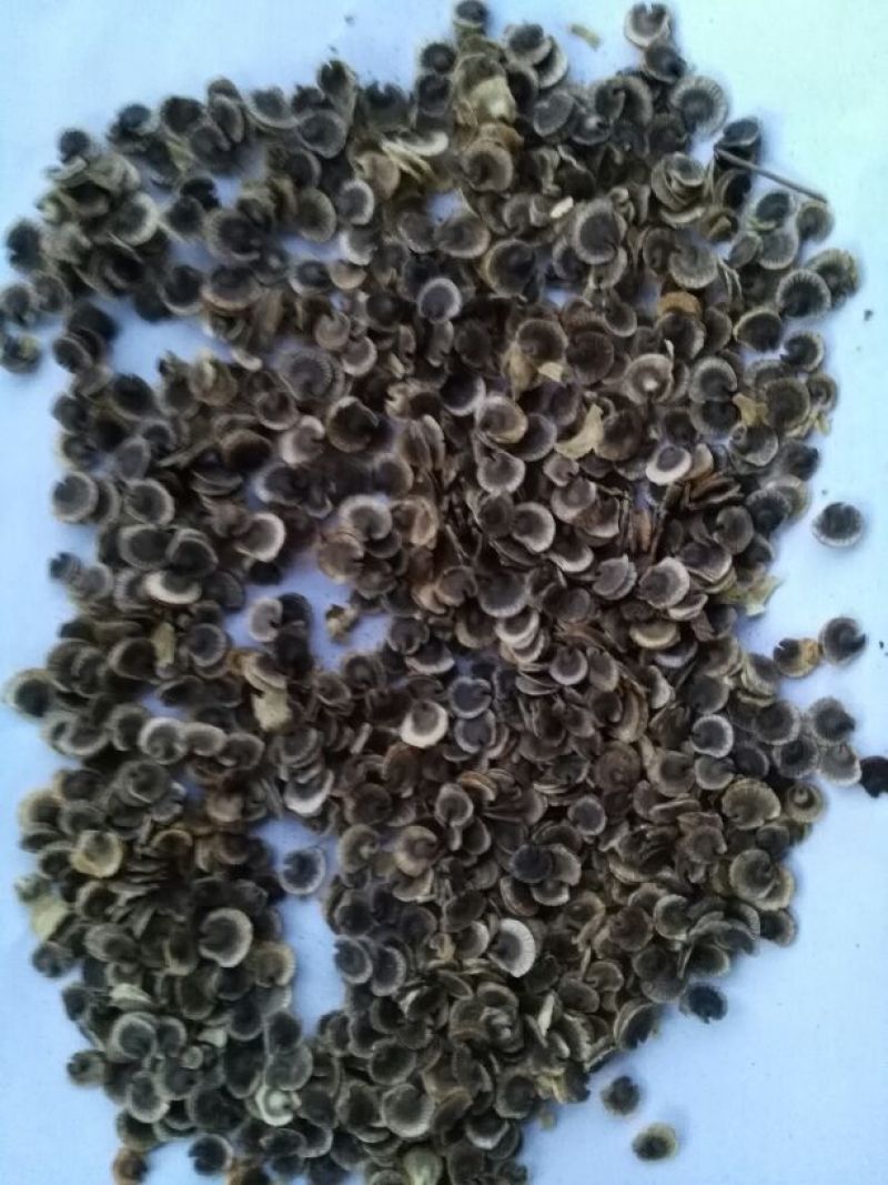 出售新产蜀葵子蜀葵种子熟季节花卉种子庭院绿化