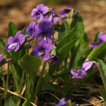 新产紫花地丁种子甜地丁籽多年生全草入药地丁籽