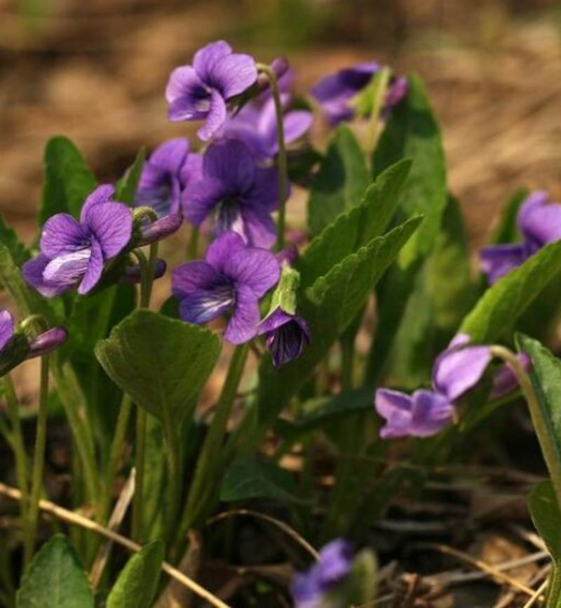 新产紫花地丁种子甜地丁籽多年生全草入药地丁籽