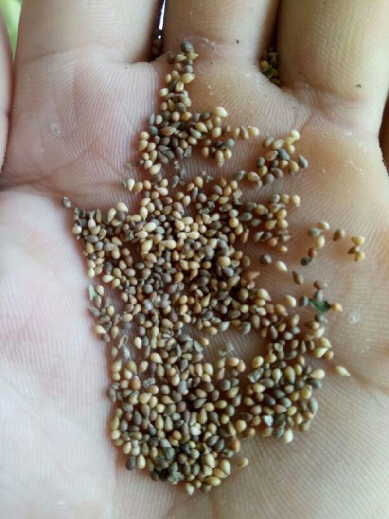 紫花地丁种子地丁籽多年生甜地丁地堇草药材种子