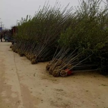 西府海棠苗，绚丽海棠小苗，沂蒙垂丝海棠海棠小苗，冬红海棠