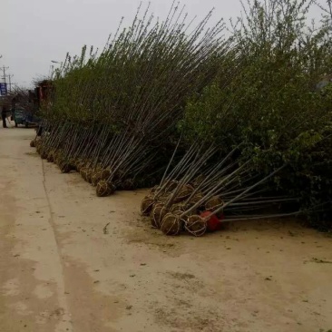 西府海棠苗，绚丽海棠小苗，沂蒙垂丝海棠海棠小苗，冬红海棠