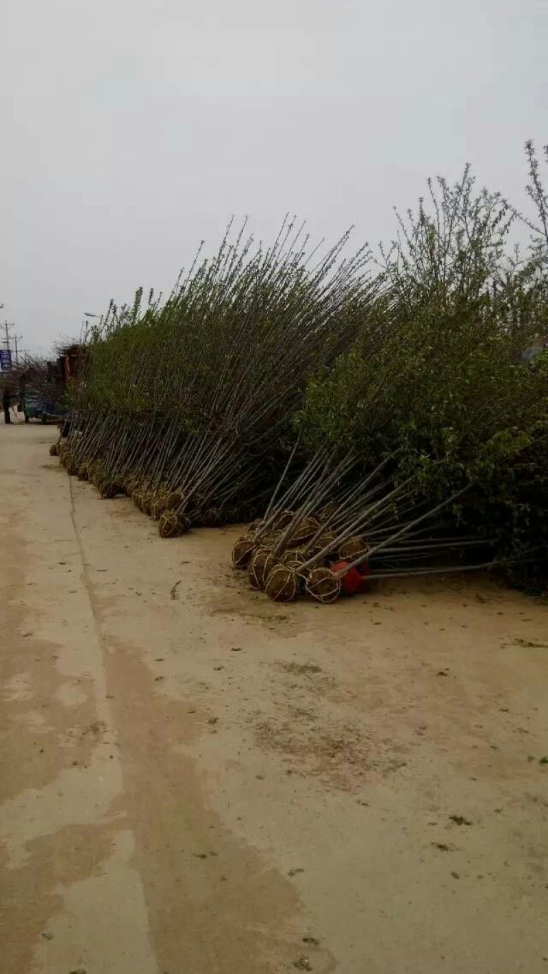 西府海棠苗，绚丽海棠小苗，沂蒙垂丝海棠海棠小苗，冬红海棠