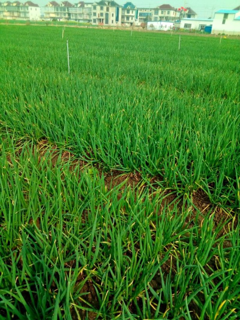 四季小葱10~15cm