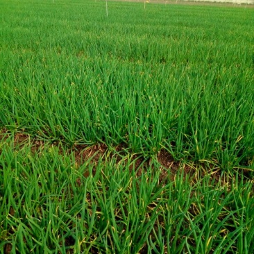 四季小葱10~15cm