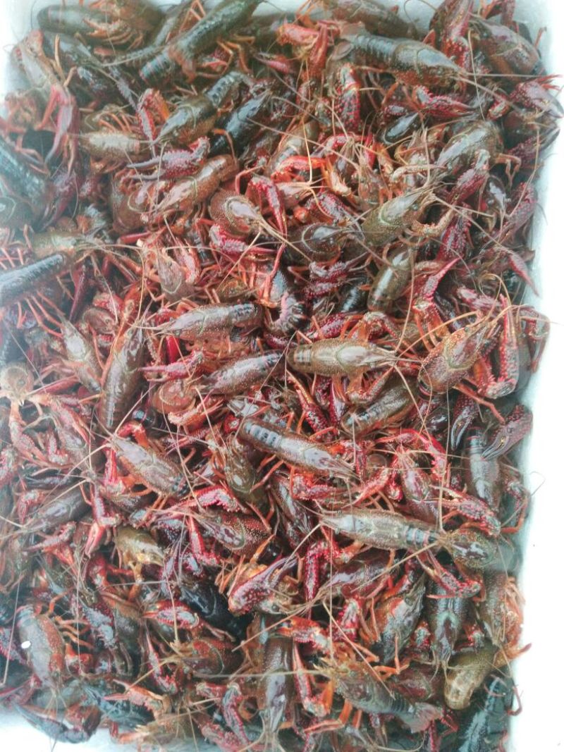 龙虾21~25只/kg