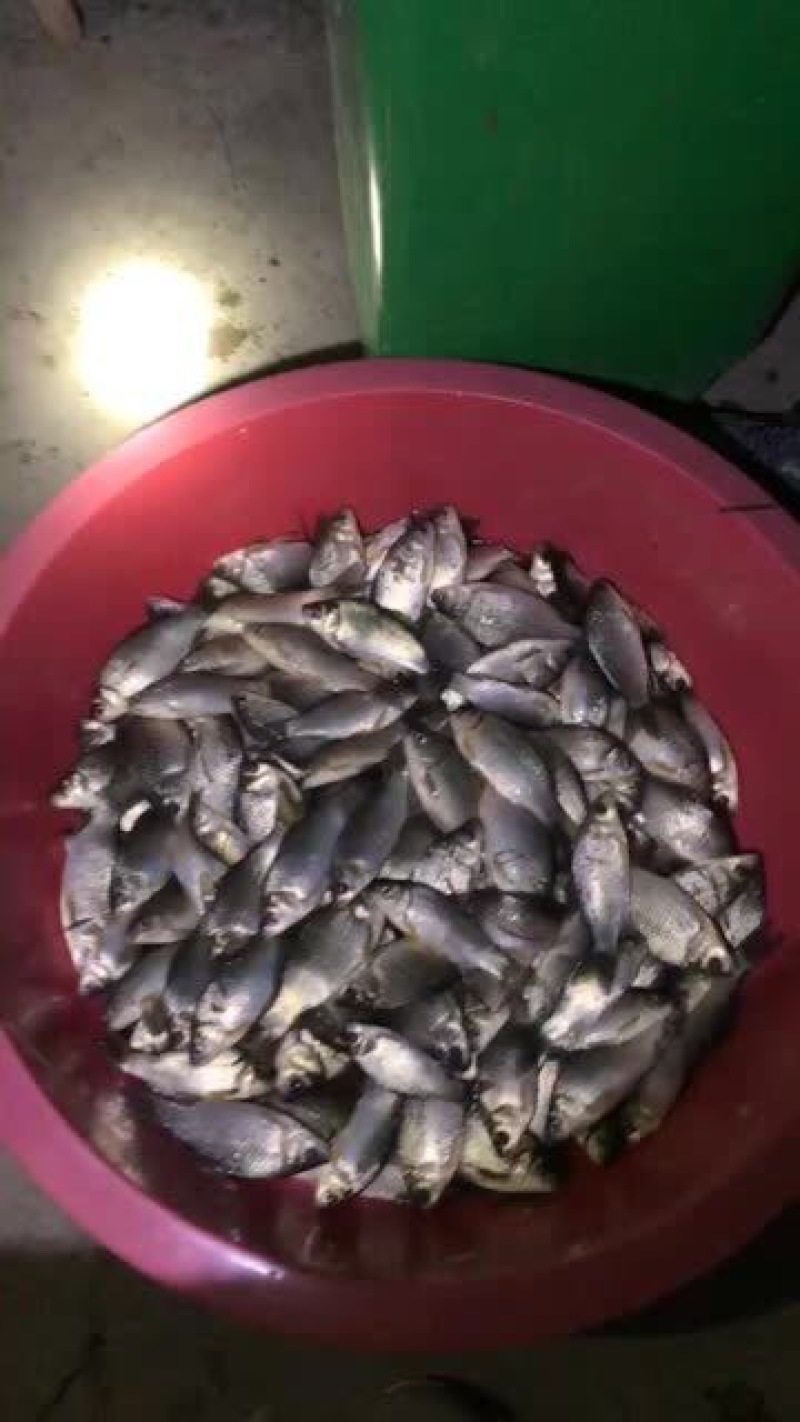 白鲫垂钓