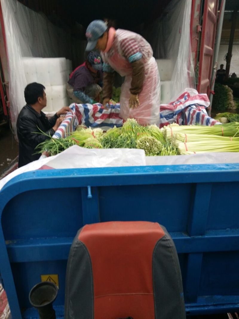 丰沛县产区新鲜白帽蒜苔万亩基地蒜薹直销诚信代办上货快