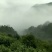 【黄山毛峰】清明前采摘高山云雾毛峰价格可谈