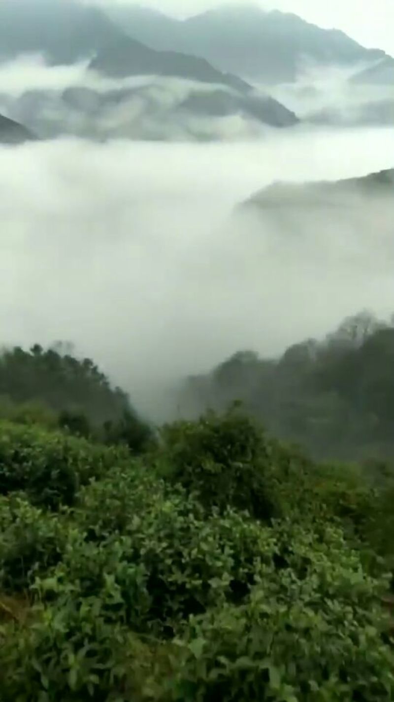 【黄山毛峰】清明前采摘高山云雾毛峰价格可谈