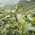 【黄山毛峰】清明前采摘高山云雾毛峰价格可谈