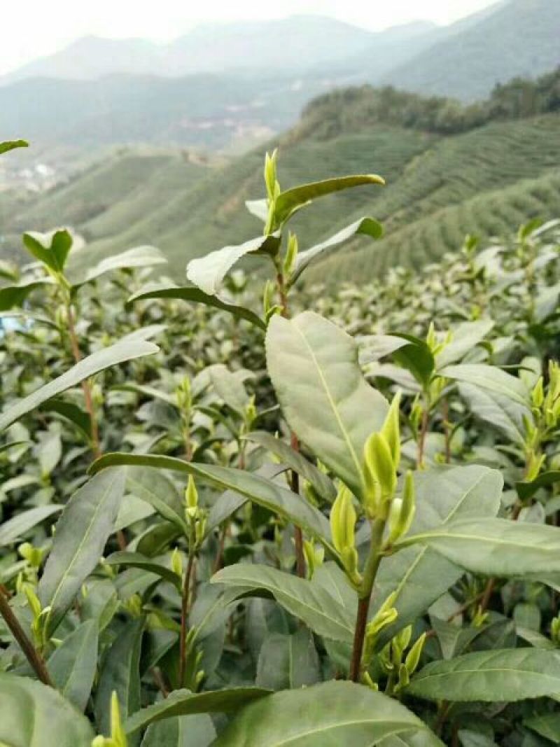 【黄山毛峰】清明前采摘高山云雾毛峰价格可谈