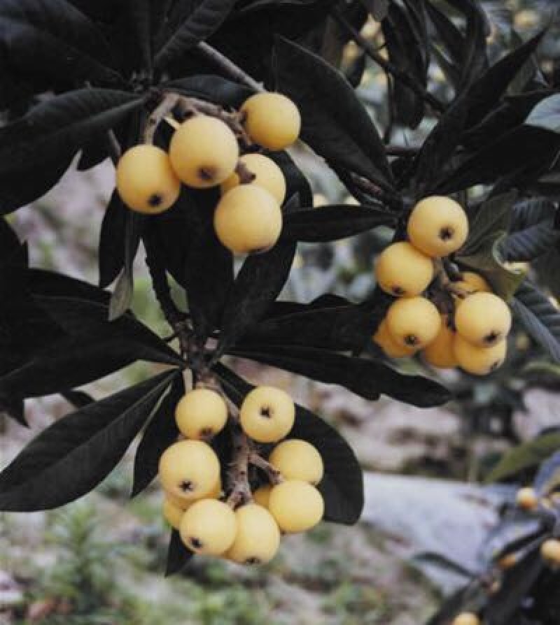 枇杷树苗30~50cm