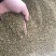 草籽沙打旺种子