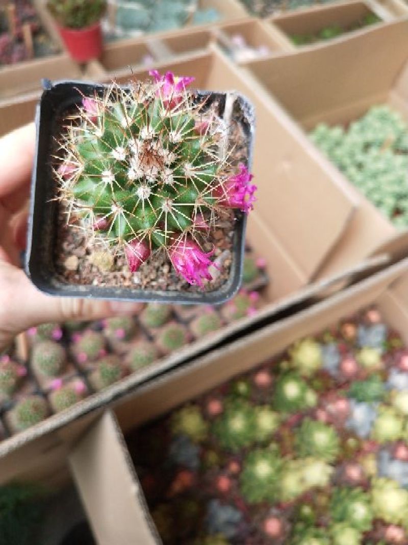 多肉植物，带盆栽好！