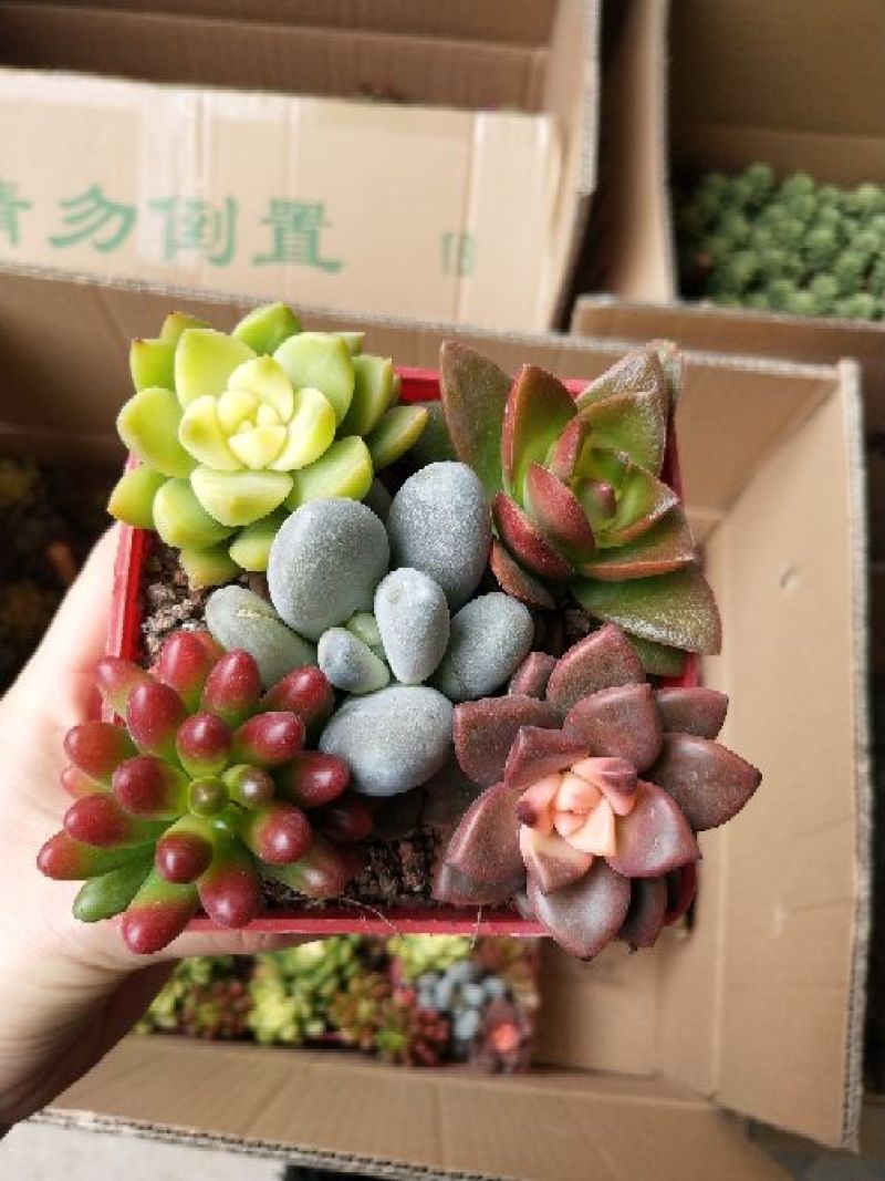 多肉植物，带盆栽好！
