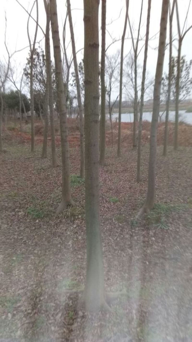 栾树8~10cm6~8cm3.5~4米