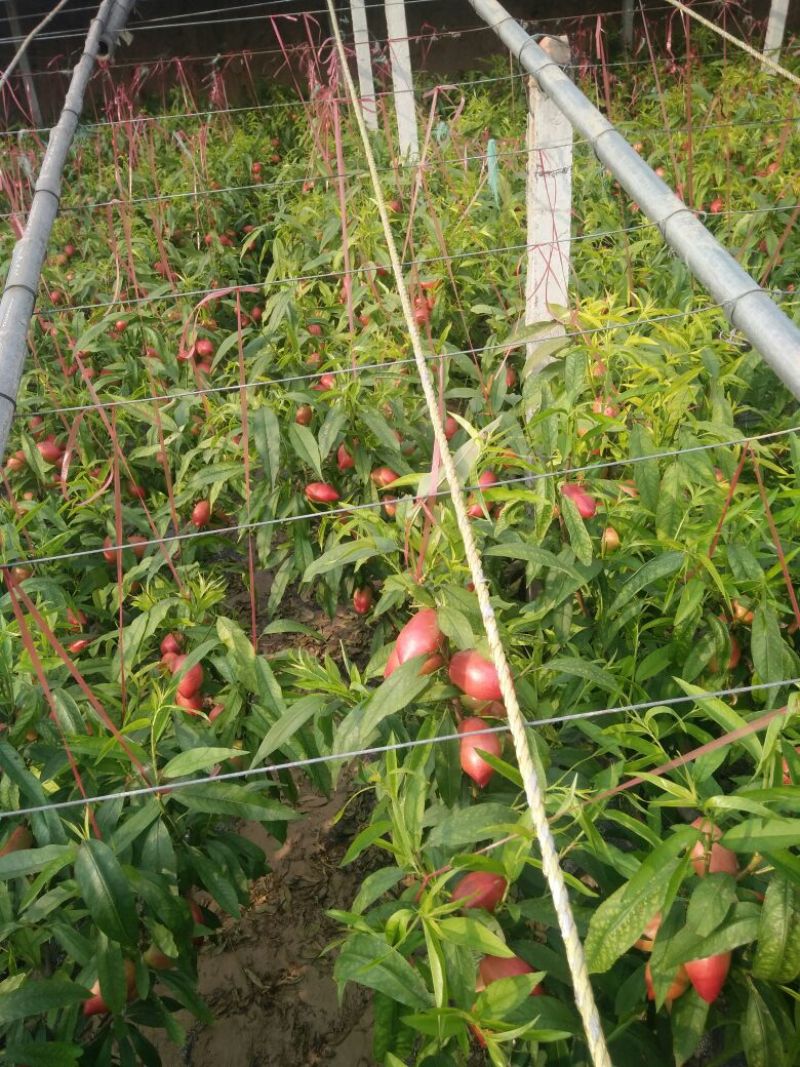 中油5号油桃1两以上，以大量上市