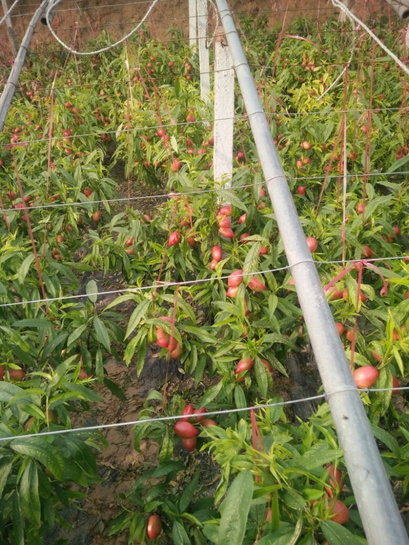 中油5号油桃1两以上，以大量上市