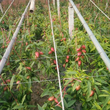 中油5号油桃1两以上，以大量上市