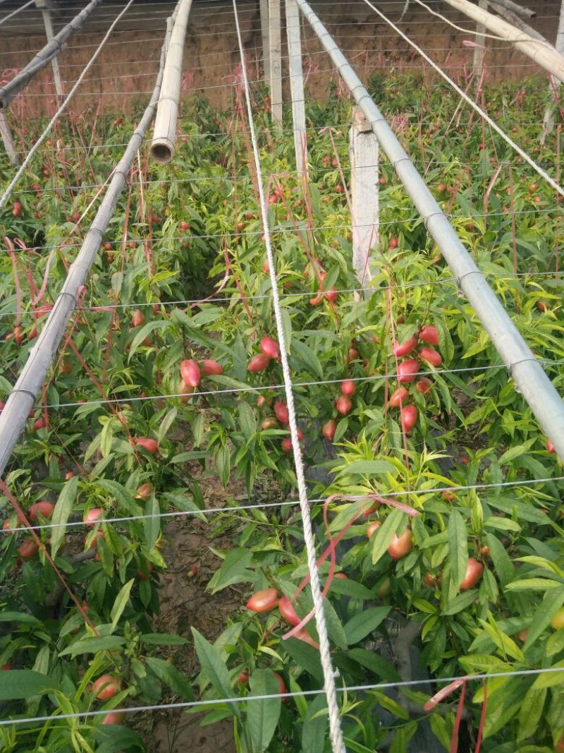 中油5号油桃1两以上，以大量上市