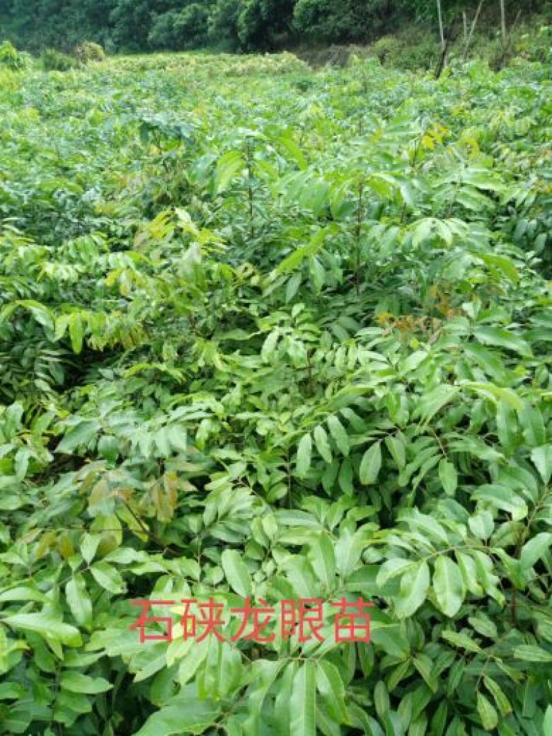 龙眼树苗50~80cm，包成活，包结果