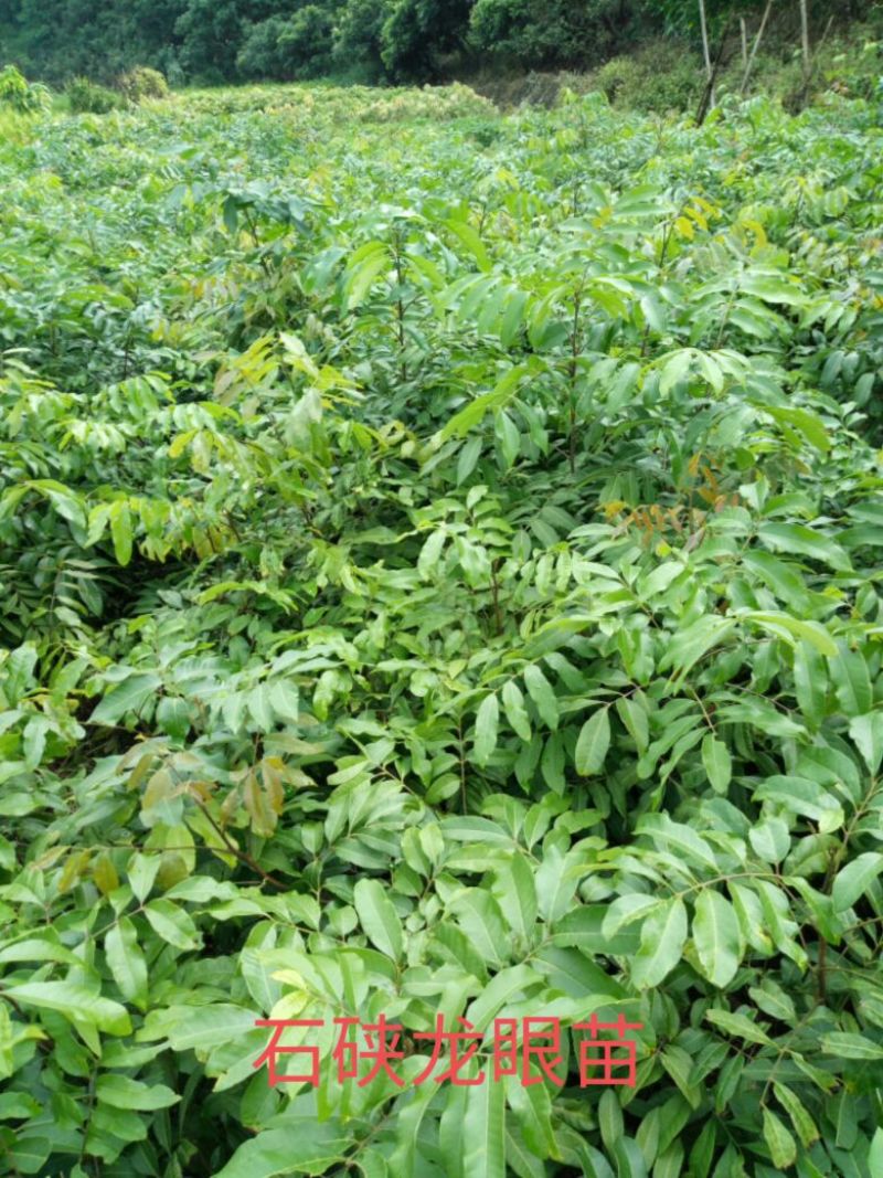 龙眼树苗50~80cm，包成活，包结果