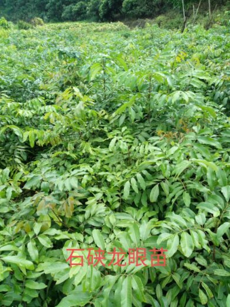 龙眼树苗50~80cm，包成活，包结果