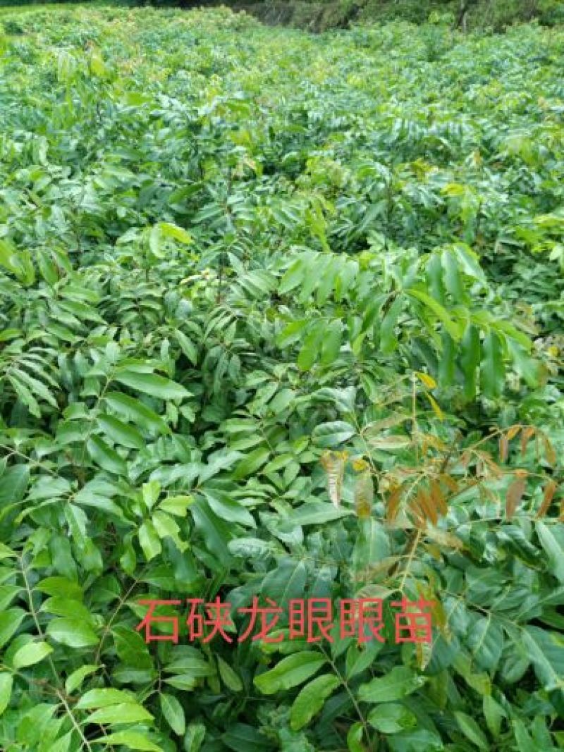 龙眼树苗50~80cm，包成活，包结果