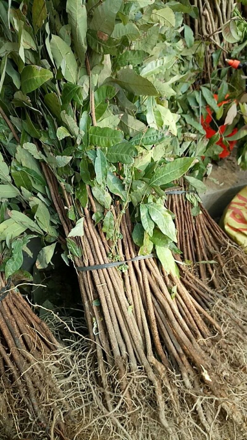 龙眼树苗50~80cm，包成活，包结果