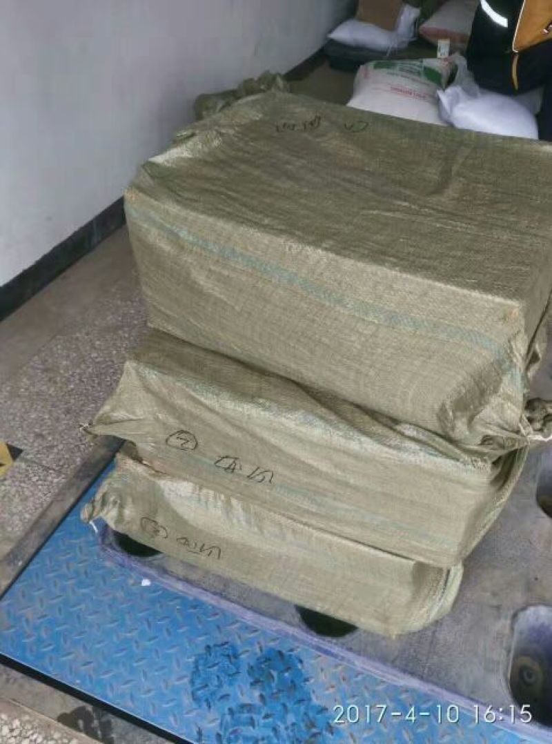 金叶女贞床苗金叶女贞小苗高8-15公分包邮8分钱一颗