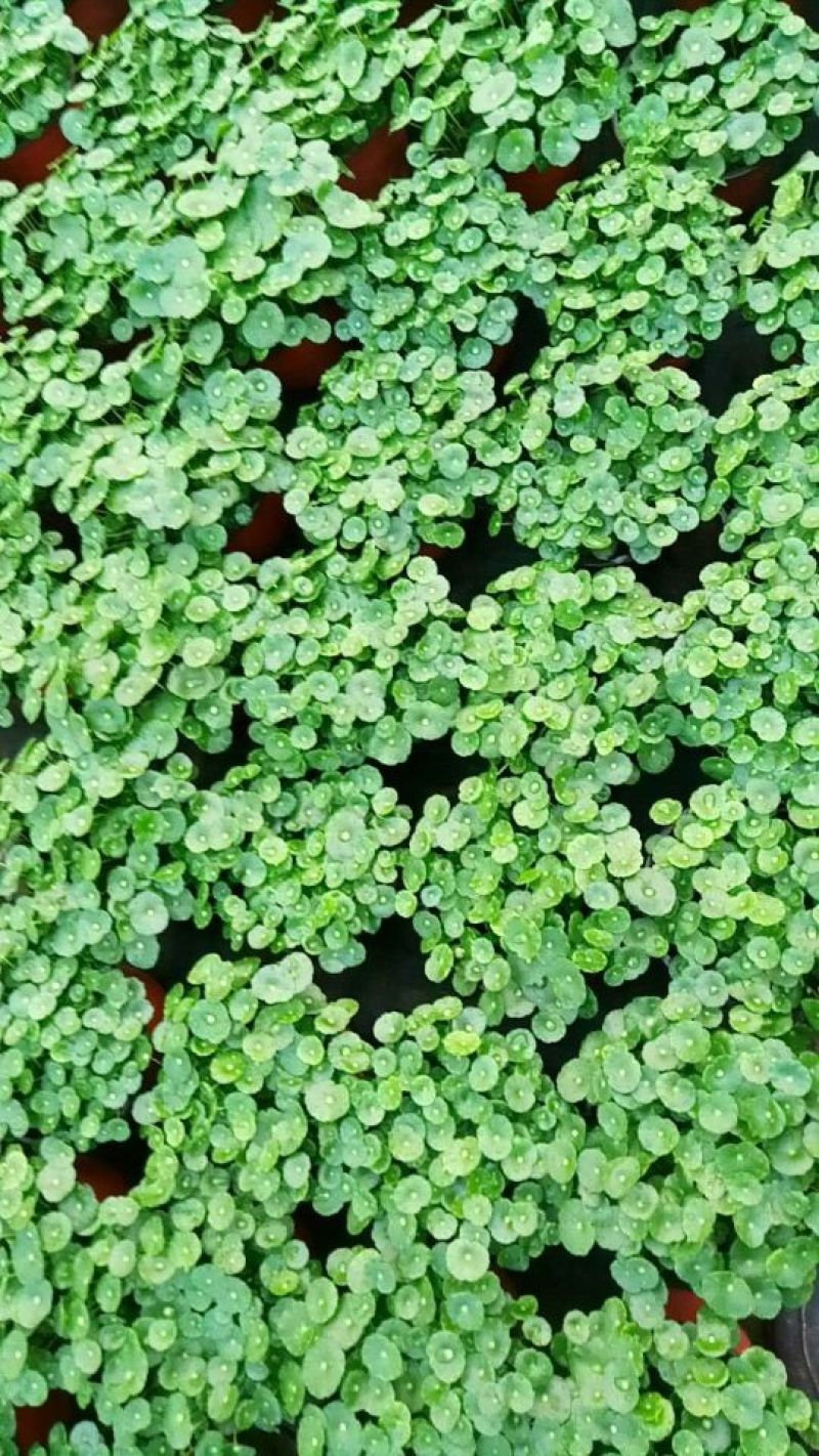 铜钱草