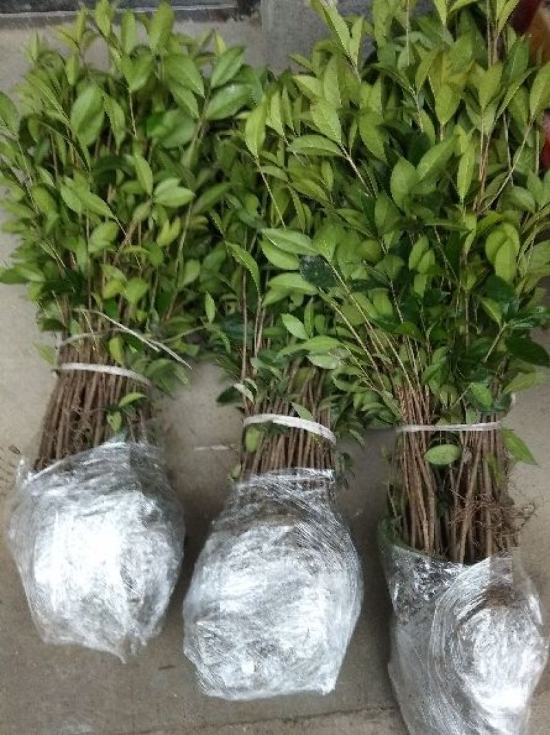 金桂，金桂花树苗，丹桂花苗，四季桂月月桂花苗批发