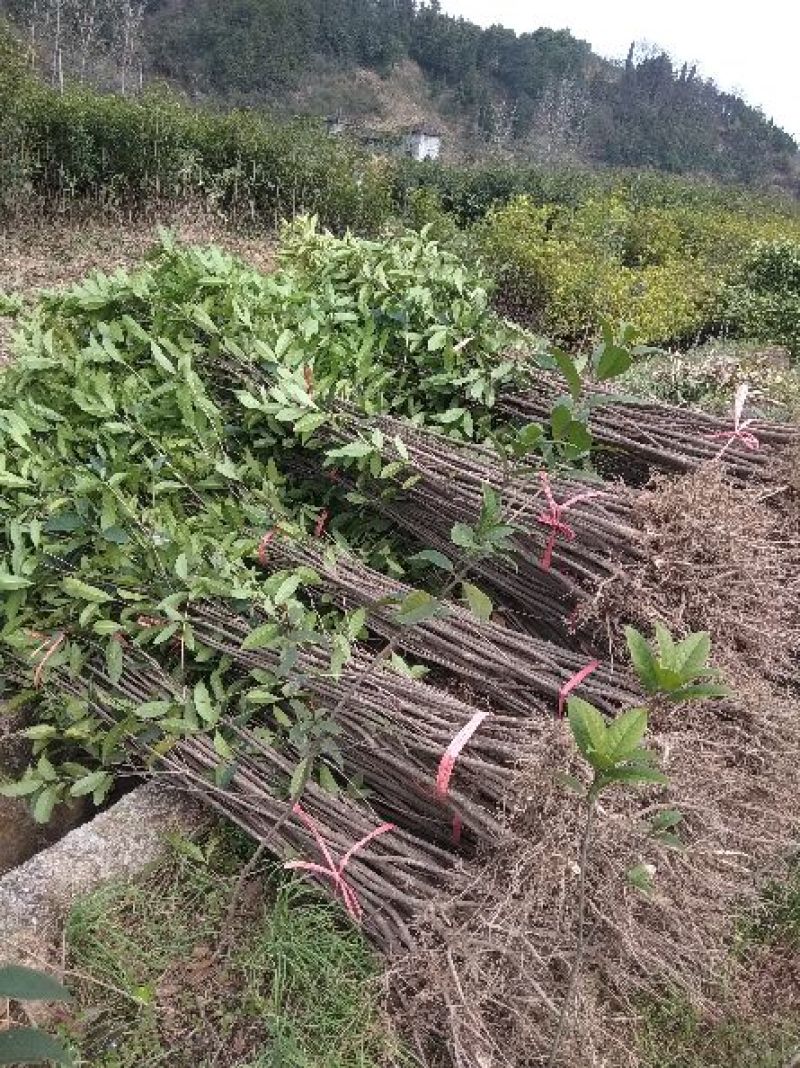 金桂，金桂花树苗，丹桂花苗，四季桂月月桂花苗批发