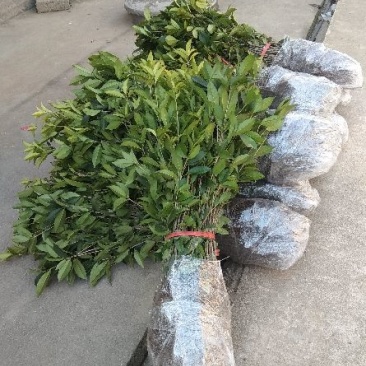 金桂，金桂花树苗，丹桂花苗，四季桂月月桂花苗批发