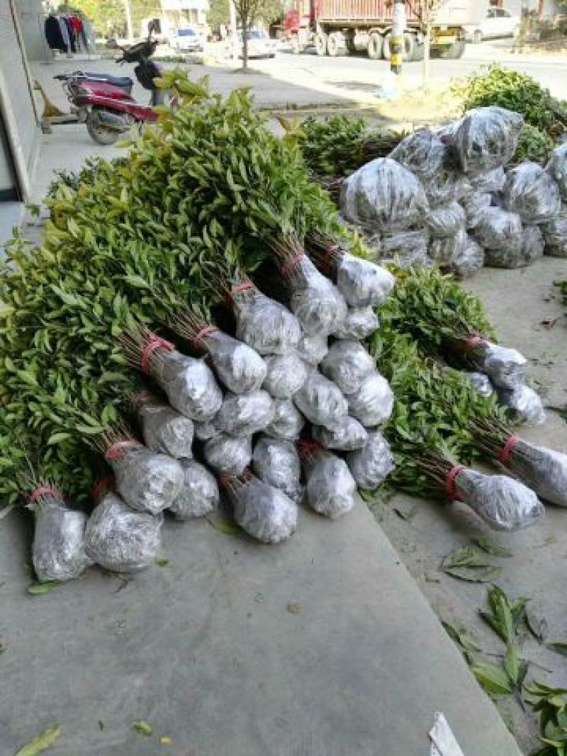 金桂，金桂花树苗，丹桂花苗，四季桂月月桂花苗批发