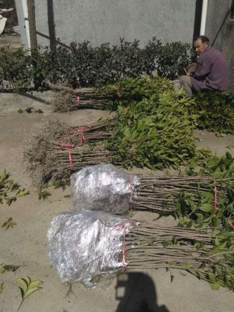 金桂，金桂花树苗，丹桂花苗，四季桂月月桂花苗批发