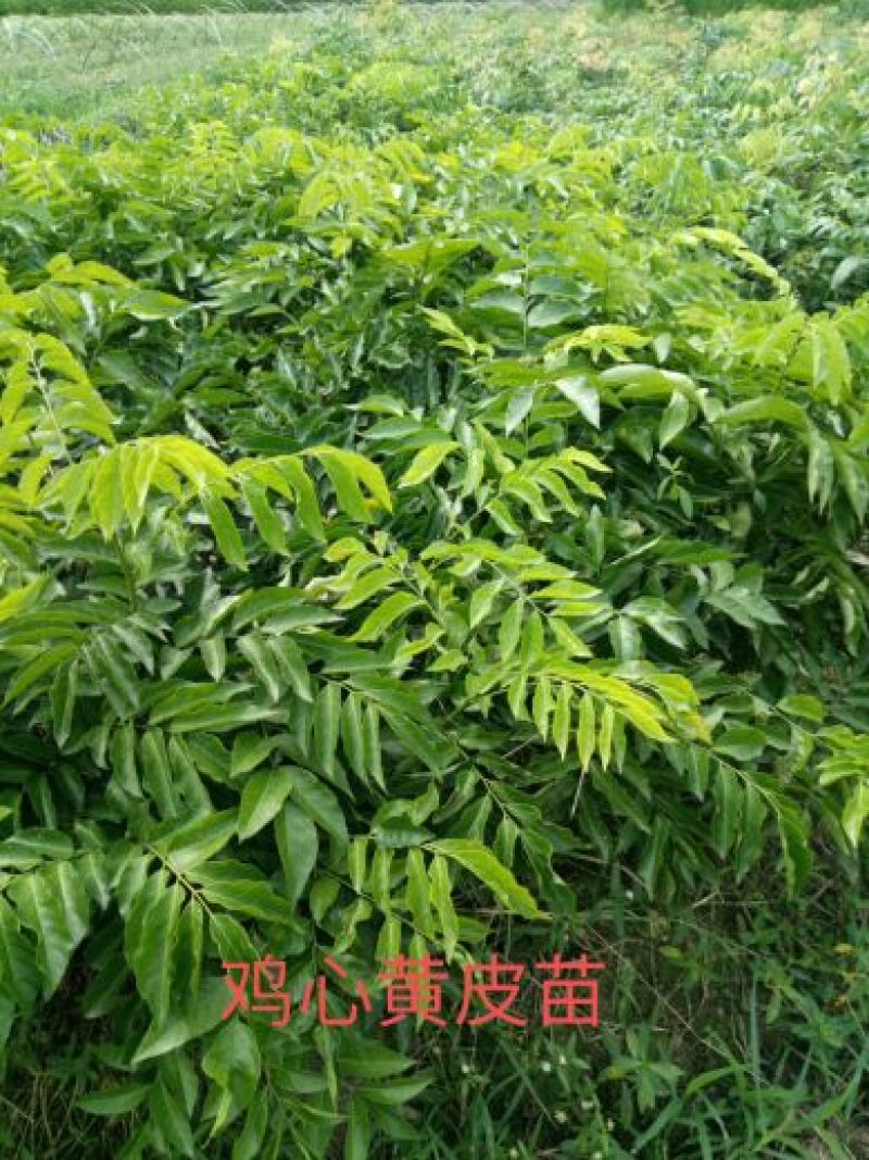基地直供，提供技术，黄皮果苗50~80cmcm
