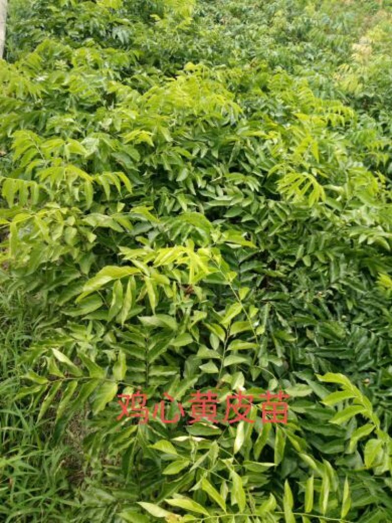 基地直供，提供技术，黄皮果苗50~80cmcm