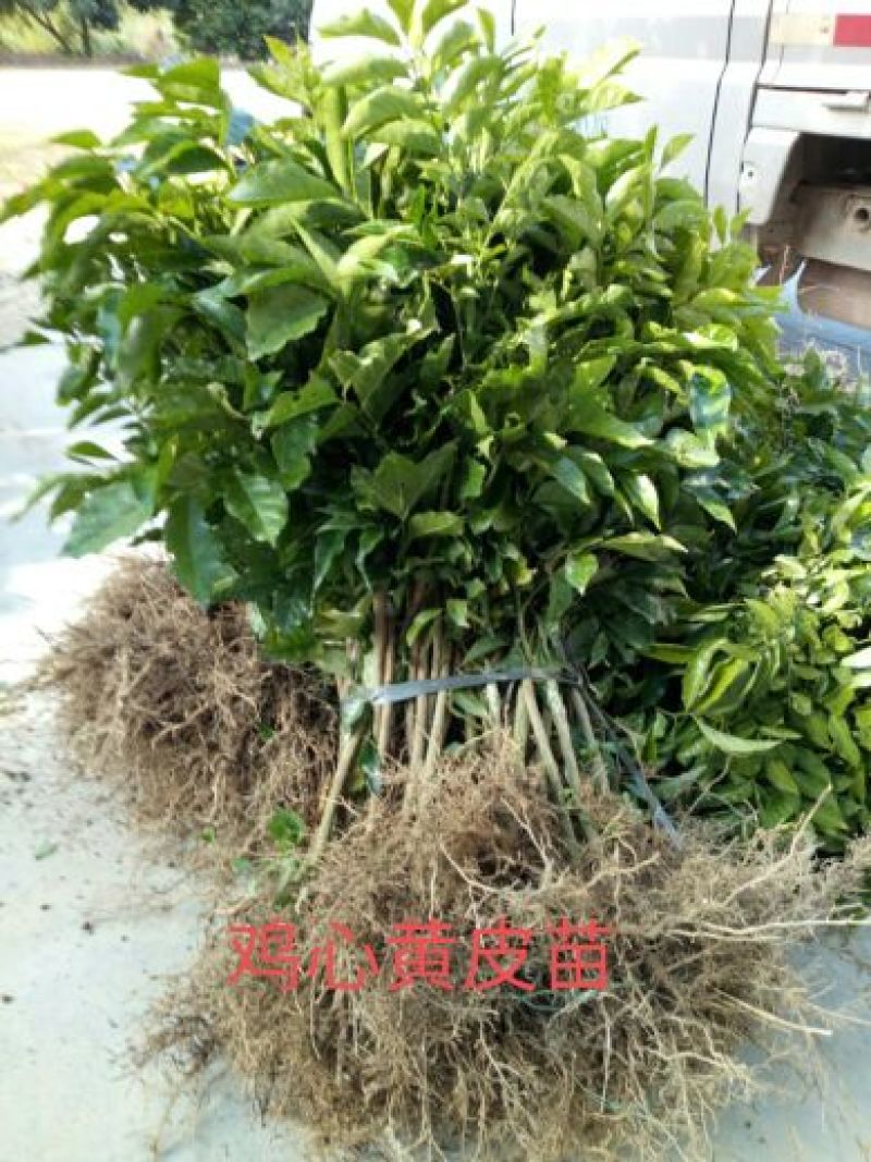 基地直供，提供技术，黄皮果苗50~80cmcm