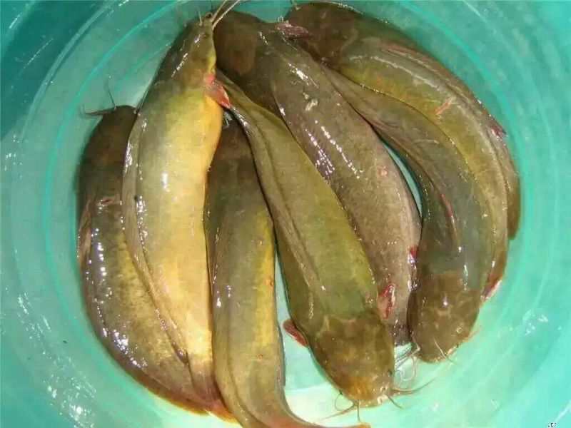 黄鳝苗人工养殖正大9号，