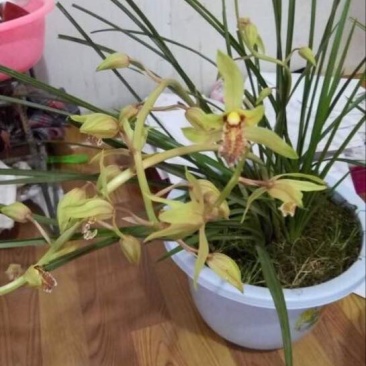 兰花裸根不带土